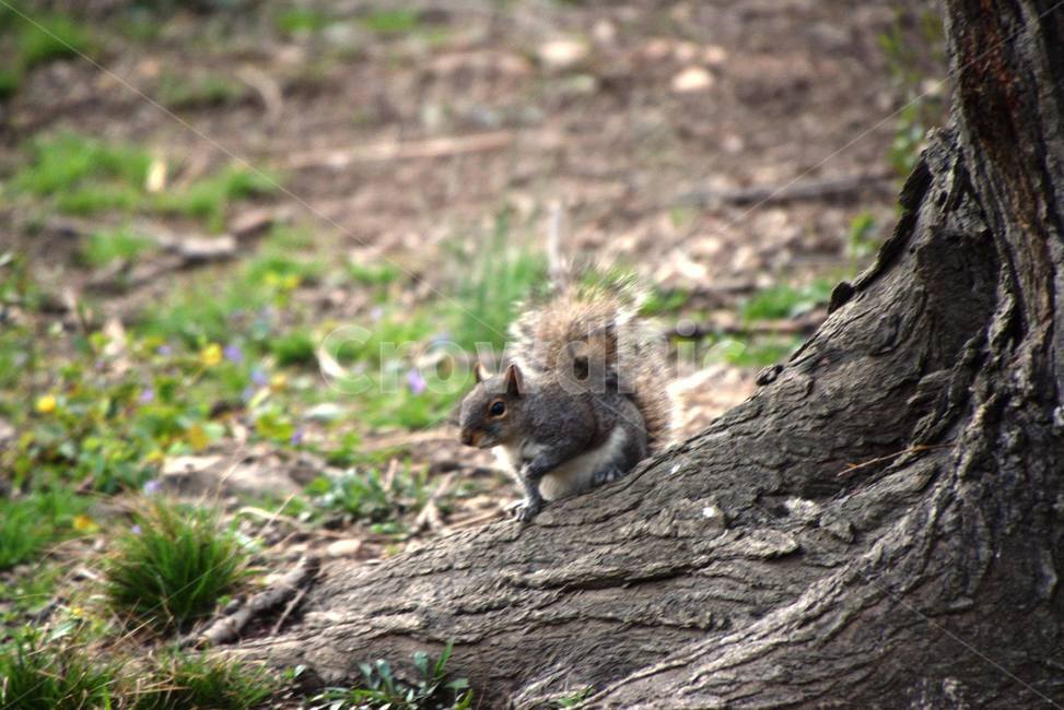 다람쥐,봄,squirrel,spring,qhaskemfdl,springout,동물,animal,포유류,mammal