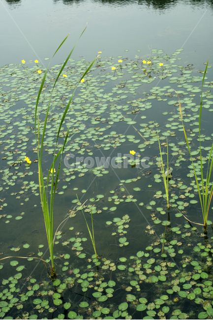 호수,수생식물,어리연꽃,식물,flower,plants,nature,꽃,공원,식물,자연,plants,nature