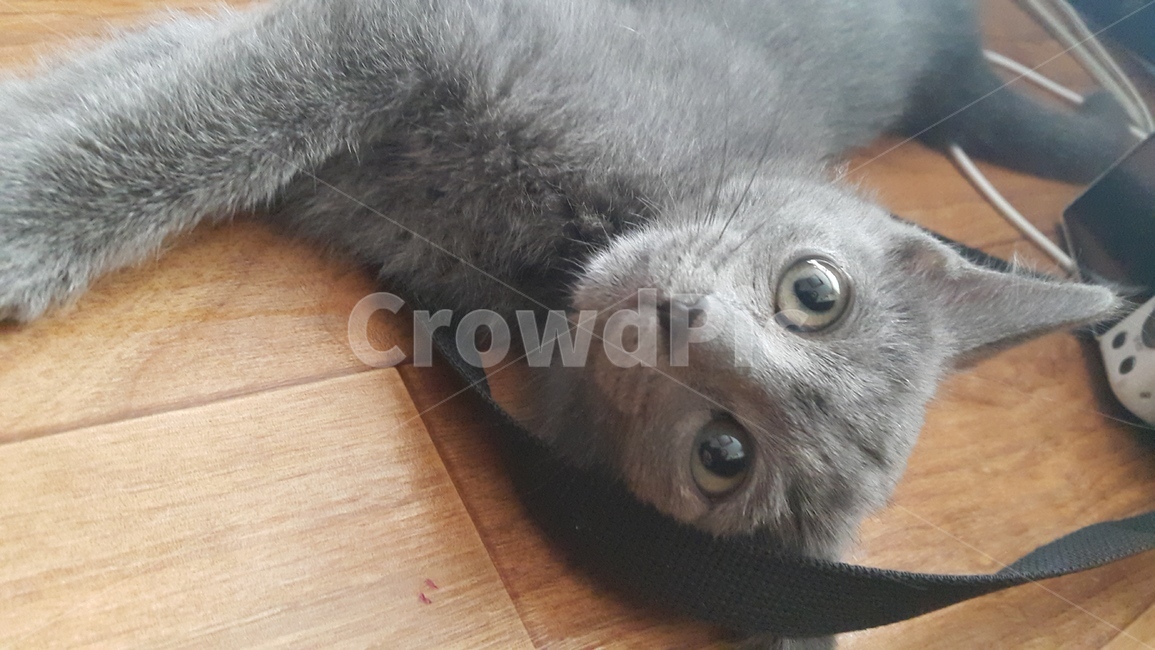 고양이,러시안블루,반려묘,반려동물,냥냥,동물,animal,포유류,mammal,고양이,cat,kitten,kitty