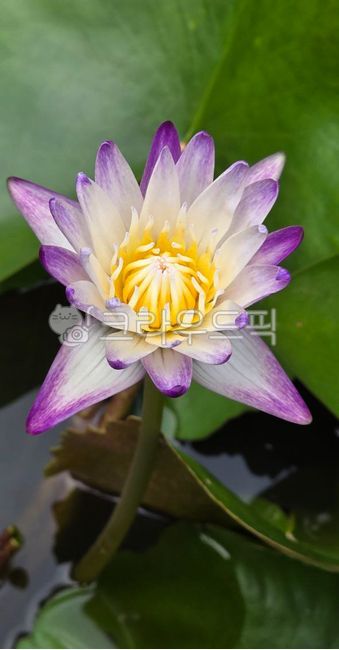 Water lily,lotus,tropical water lily,purple water lily,white water lily,purple flower,aquatic plant,water,pond,summer flower,flower,flower,close-up,macro,mysterious,yellow stamens,lotus leaf,green leaf,garden,plant,elegant,beautiful,