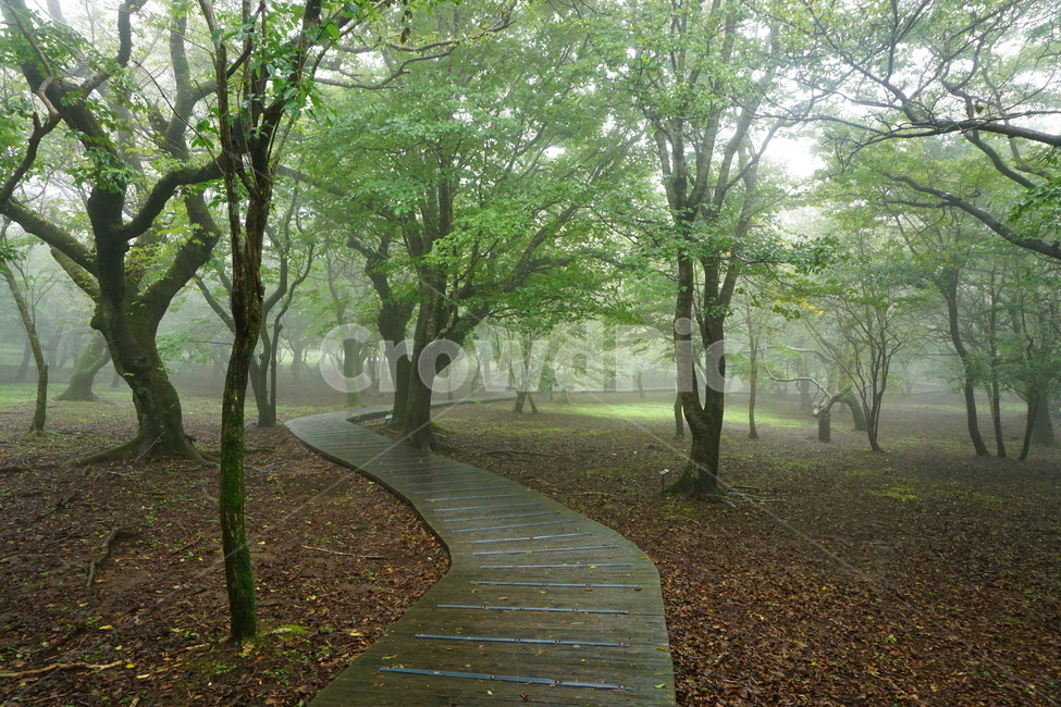 식물,tree,나무,plant,숲,휴양림,제주절물휴양림,절물자연휴양림,비오는,제주도,rainy,forest,jeju