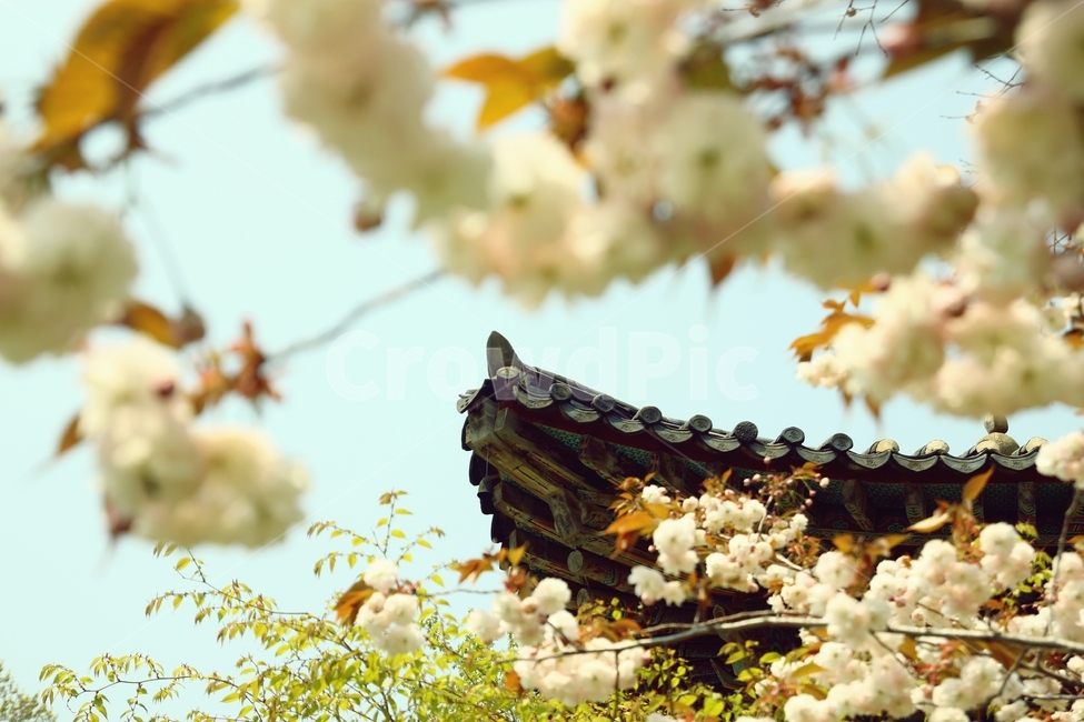 벚꽃,왕벚꽃,개심사,봄꽃,꽃,flower,나무,spring,기와,지붕,한옥,traditional,절,봄,계절,spring,season,한국전통,한국문화,korean traditional,korean culture,식물,자연,plants,nature,꽃,flower,plant