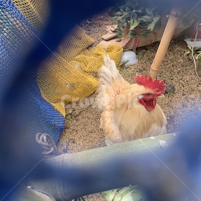 animal,동물,농장,닭,치킨,수탉,암탉,동물농장,하우스,비닐하우스,시골,농촌,귀농,달걀,계란,염탐,새,chicken,bird