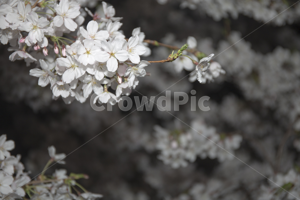 봄,꽃,벚꽃,밤,감성사진,봄,계절,spring,season,야경,밤,풍경,nightscape,night,landscape,식물,자연,plants,nature,꽃,flower,plant,blossom