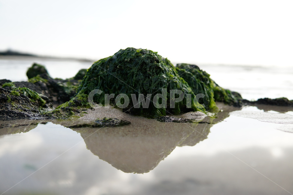 돌,이끼,바다,반사,제주,구름,자연,풍경,nature,landscape,moss,plant,식물