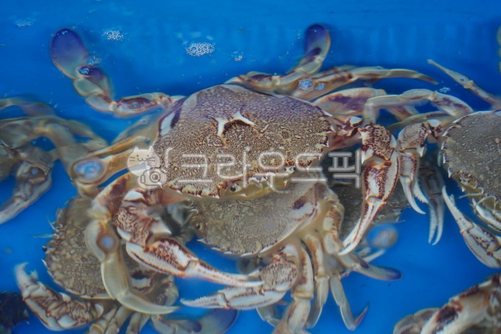 게,수족관,수산시장,해산물,대게,살아있는,갑각류,물속,생물,수산물,신선,수조,전시,식재료,수중,판매