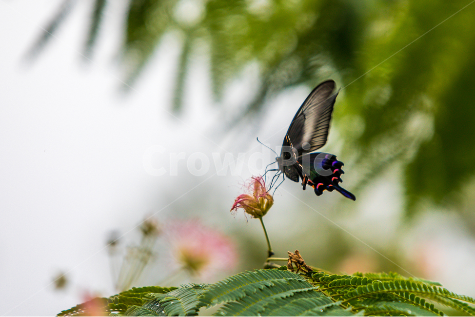 호랑나비,꽃,성주사,창원,나비,식물,자연,plants,nature,동물,animal,곤충,벌레,insect,bug