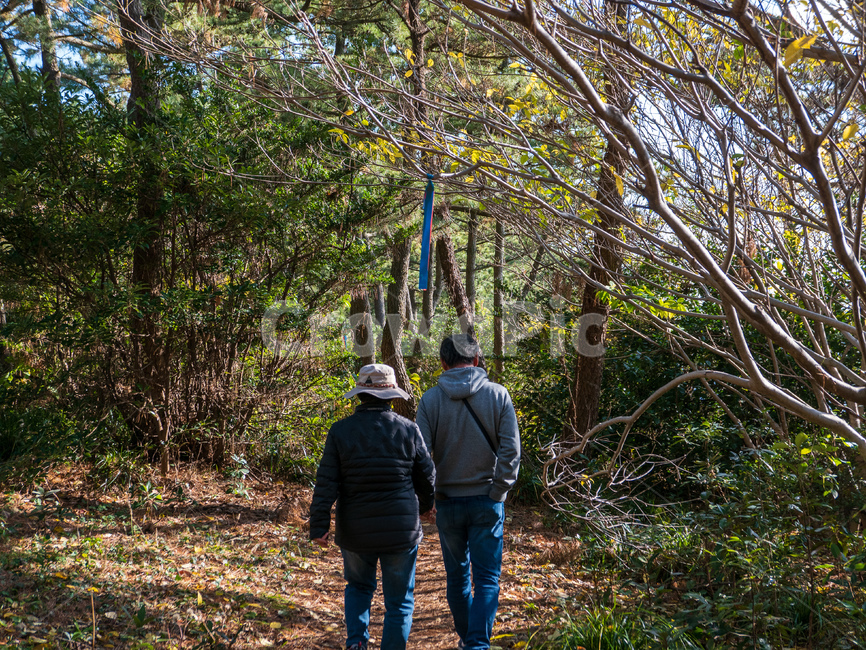 person,사람,human,인간,tree,나무,plant,식물,ground,바닥,나무줄기,treetrunk,숲길,올레길,숲속,woods,road,trekking,trail,walk,초록,부부