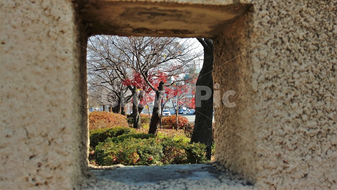 만추,거리,가로수,쓸쓸함,낙엽,가을,한국풍경,가을정취,가을,계절,fall,autumn,season,건축물,건물외관,exterior,building,structure,architecture,construction