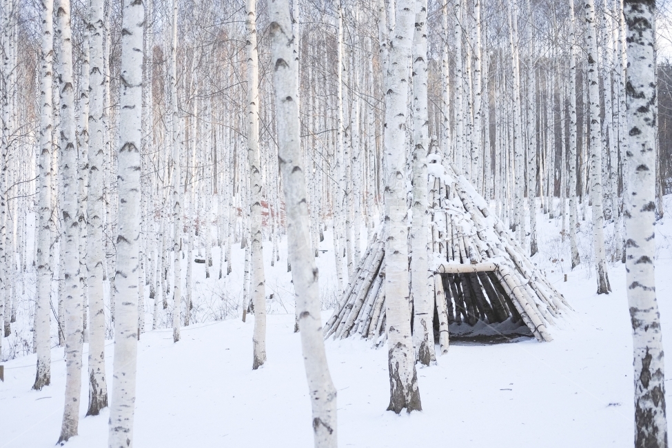 birch trees,forest,snow,winter,cabin,Birch forest