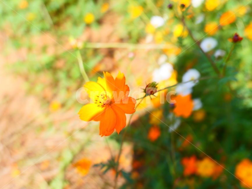 황화코스모스,노란꽃,노랑꽃,주황꽃,코스모스,꽃밭,가을꽃,식물,자연,plants,nature,꽃,flower
