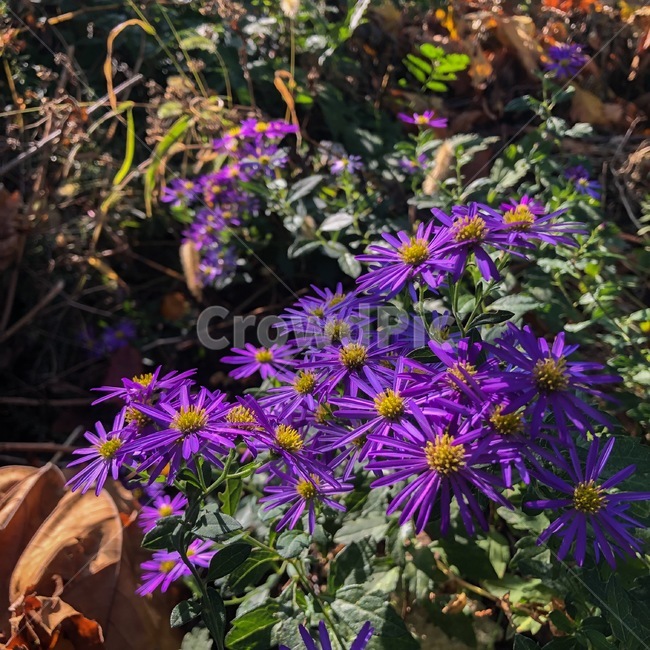식물,보라색,꽃,가을,자연,식물,자연,plants,nature,꽃,flower
