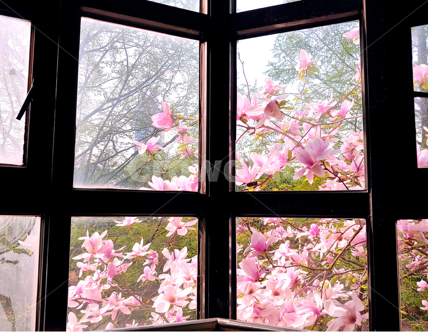 벚꽃,꽃,풍경,창문,자연,plant,식물,flower,blossom,window,cherryblossom,봄,spring