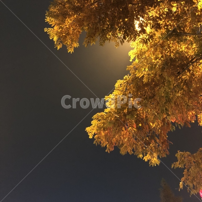 나무,감성,밤,하늘,tree,식물,잎,leaf,단풍,가을,가을,계절,fall,autumn,season,야경,밤,풍경,nightscape,night,landscape,plant,maple