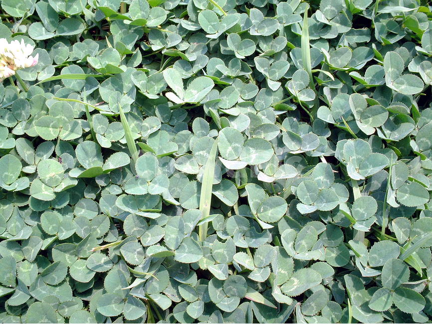 식물,자연,초록,녹색,배경화면,식물,자연,plants,nature