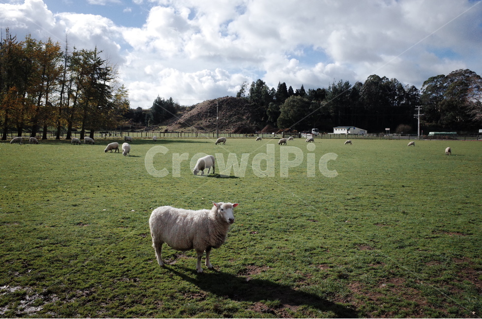 sheep,양,field,들,grassland,목초지,자연,초원,목장,동물,animal,포유류,mammal