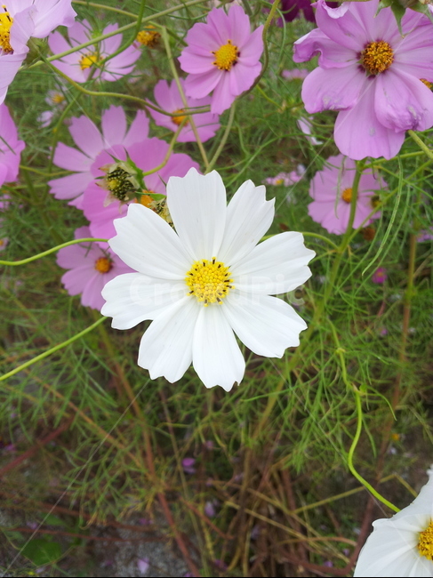코스모스,한들한들,cosmos,가을,autumn,fall