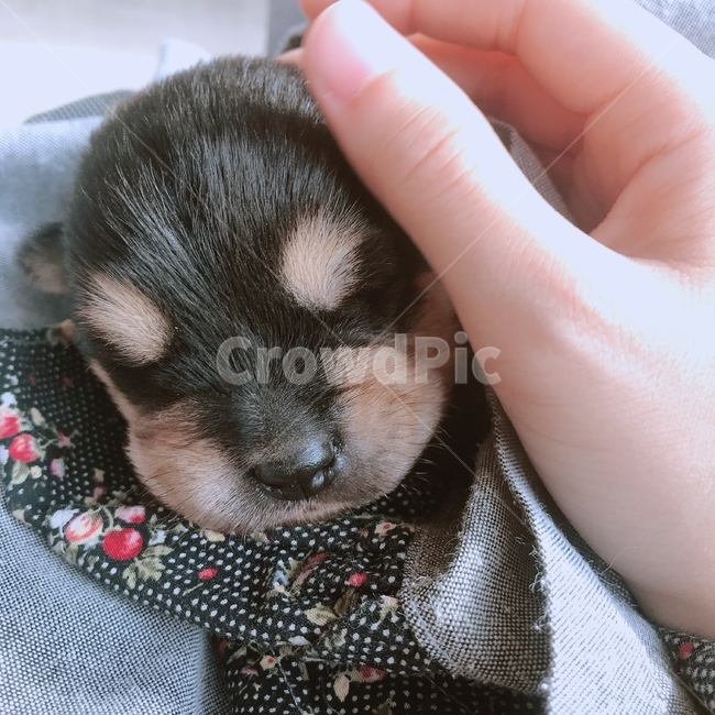 강아지,블랙탄강아지,개,아기강아지,애기강아지,puppy,babydog,진돗개,jindodog