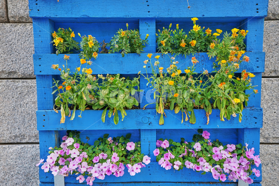 청계천,꽃,여름,식물,자연,화분,식물,자연,plants,nature,꽃,flower