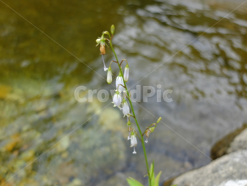 잔대,야생화,물가,자연,꽃,식물,자연,plants,nature,꽃,flower