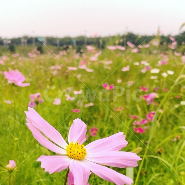 전라북도,부안,공원,풍경,배경,식물,생태공원,코스모스,꽃,landscape,plants,background,nature,park,flower,가을,계절,fall,autumn,season,식물,자연,plants,nature,꽃,flower,outdoors,옥외,grassland,목초지,field,들,plant