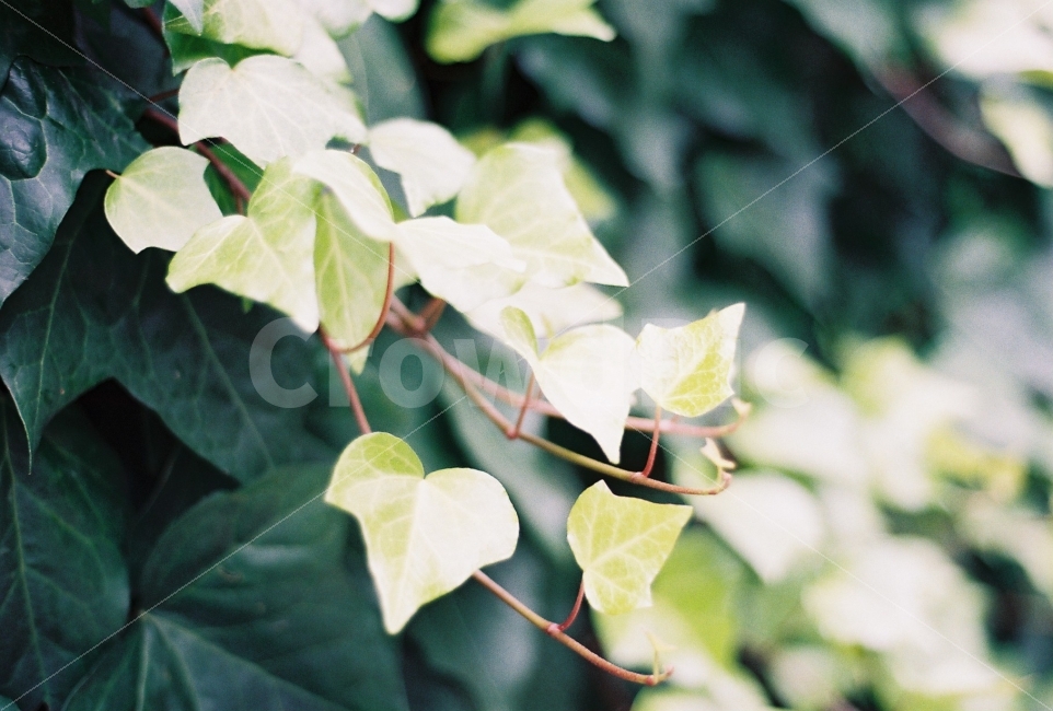 담쟁이넝클,나뭇잎,생명,필름카메라,필름사잰,니콘em,식물,자연,plants,nature,감성,sensible,feeling