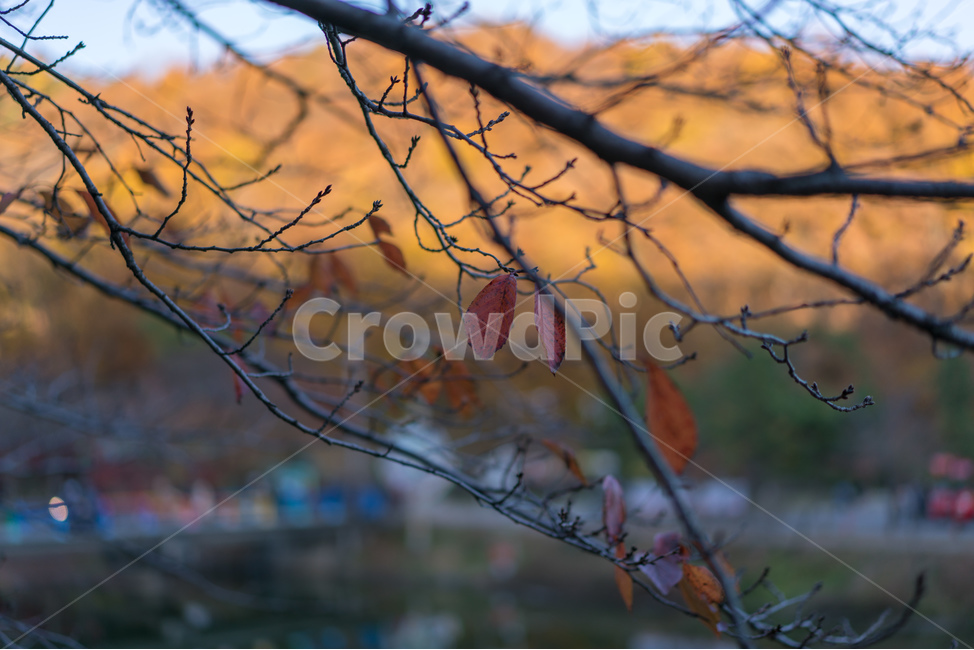 가을,단풍,산,풍경,나무,가을,계절,fall,autumn,season,식물,자연,plants,nature,leaf,잎,plant,tree