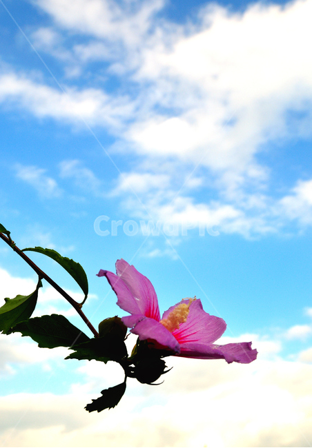 무궁화,우리나라꽃,꽃,하늘,우리나라,식물,자연,plants,nature,꽃,flower