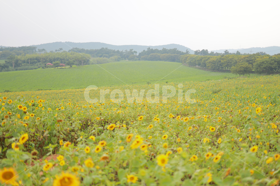 해바라기,꽃,여름,감성,색감,계절,추억,sun,flower,plant,color