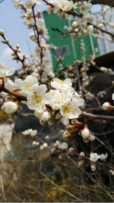 봄,꽃,벚꽃,flower,cherryblossoms
