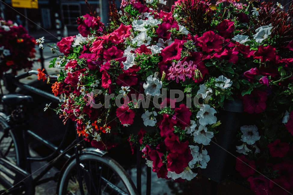 꽃,암스테르담,길,자전거,유럽,식물,자연,plants,nature,꽃,flower