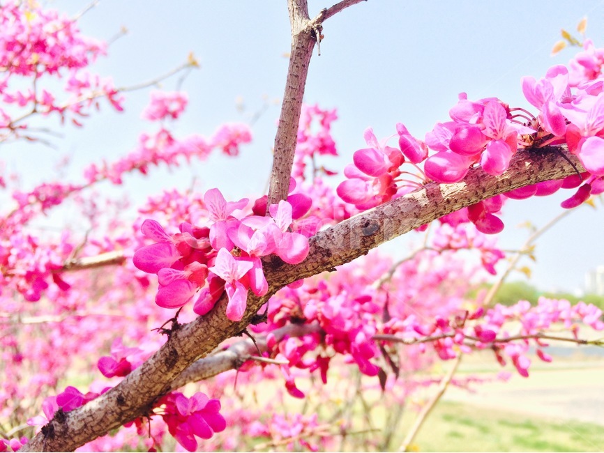 꽃,자연,식물,flower,nature,꽃나무,분홍색,분홍,pink,풍경,봄,spring,꽃송이,blossom,박태기,식물,자연,plants,nature,꽃,flower