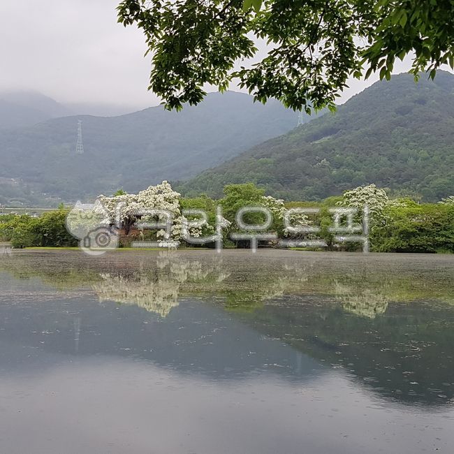 밀양,밀양위양지,이팝나무,쌀밥나무,저수지,반영,완재정,산,water
