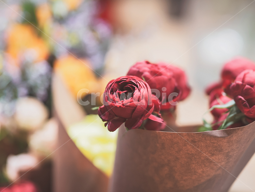 꽃,카탈리나,리시안셔스,분홍색,아웃포커싱,flower,꽃,flower,기념일,축하,anniversary,congratulation,celebrate,celebration