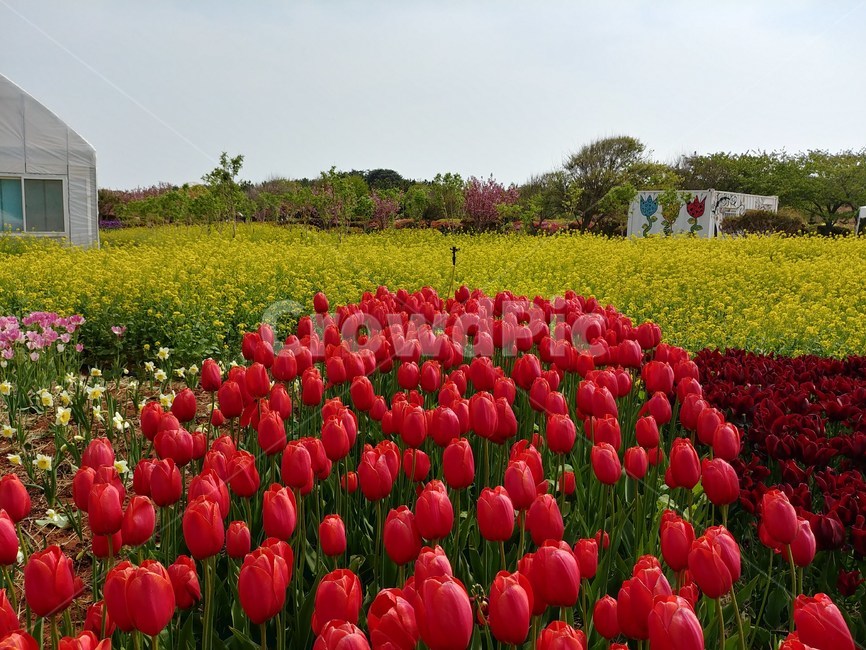 튤맆,축제,태안,아름다운,식물,꽃,식물,자연,plants,nature,꽃,flower
