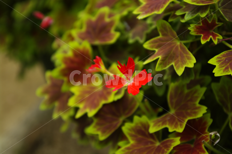 꽃,식물,flower,plant,color,식물,자연,plants,nature,꽃,flower
