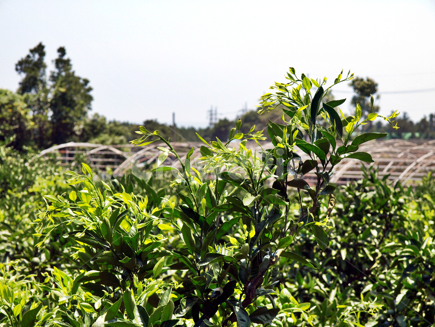 식물,초록색,계절,여름,전원,자연,자연,풍경,nature,landscape,pottery,도기류,jar,항아리,plant,potted plant,화분,planter,파종기,herbs,허브