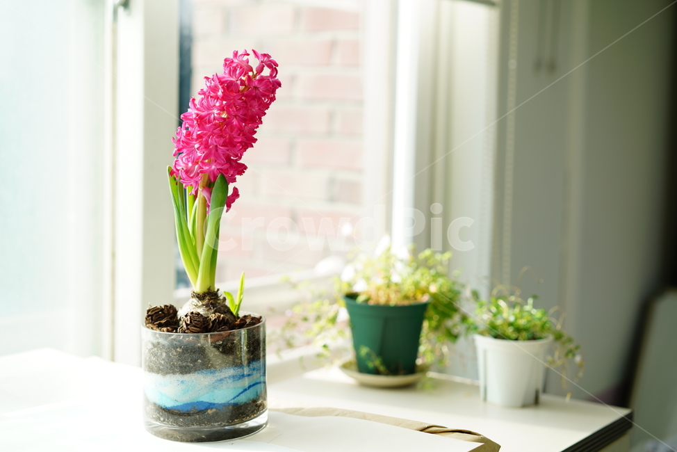 꽃,플라워,식물,생명,생물,핑크,분홍,컬러,color,flower,pink,화분,취미,녹색,그린,꽃,flower,실내용화초,화분,화초,house plant