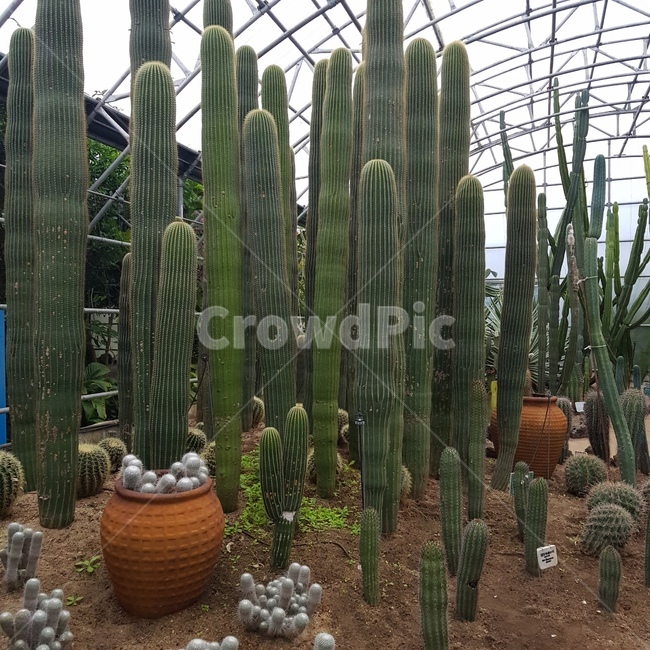 선인장,cactus,식물,화원,plants,식물,자연,plants,nature