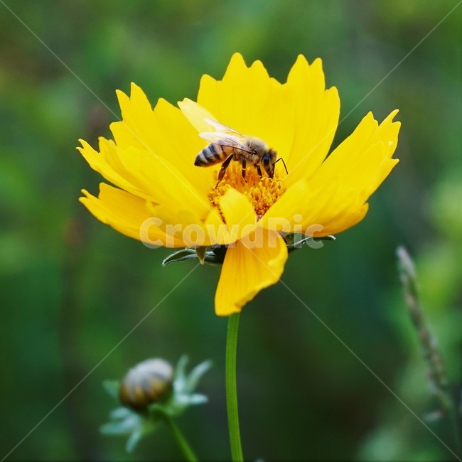 큰금계국,노랑,황색꽃,식물,자연,벌