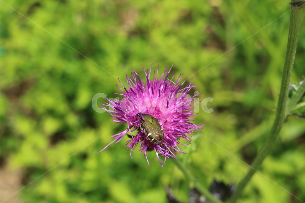 식물,plant,노린재,곤충,자연