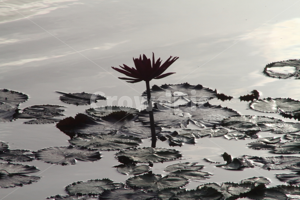 연,수련,꽃,식물,waterlily,식물,자연,plants,nature,꽃,flower,흑백,모노톤,monochrome,black and white