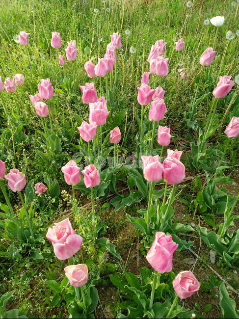 tulip,백합과,구근초,여러해살이화초,꽃,튤립,빨강색,봄,식물,자연,springseasonflower