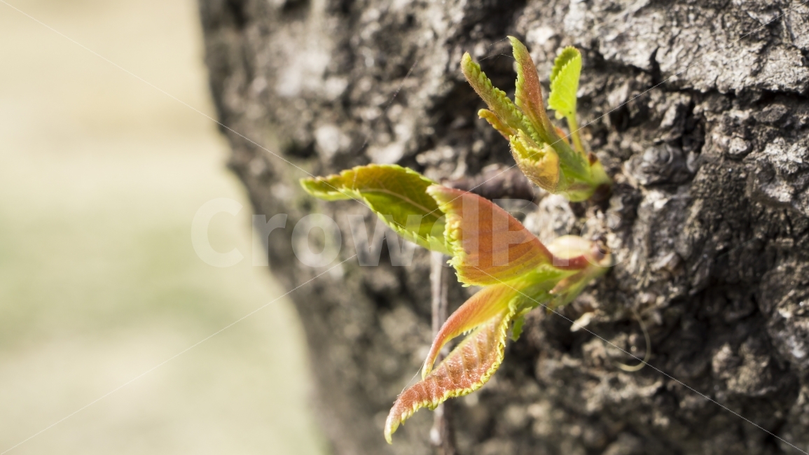 새싹,나무,풀,잎,가지,자연,식물,자연,plants,nature