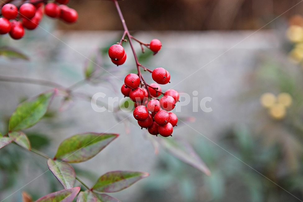 열매,빨강,새먹이,겨울,결실,자연,식물,과일,열매,fruit