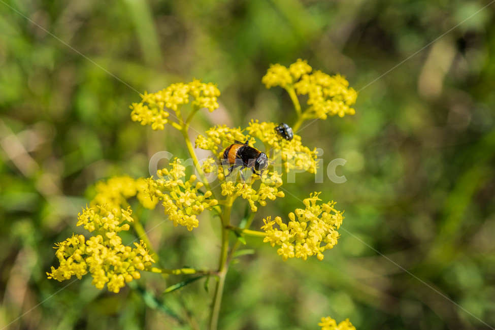 곤충,식물,벌,bee,꿀벌,honeybee,꽃,식물,자연,plants,nature,꽃,flower,곤충,벌레,insect,bug