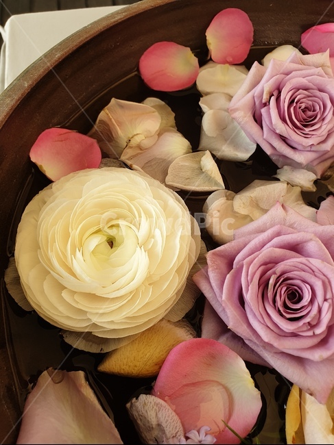 꽃,장미,flower,식물,장식,rose,가을,힐링,갈색,은은한,느낌,꽃,flower