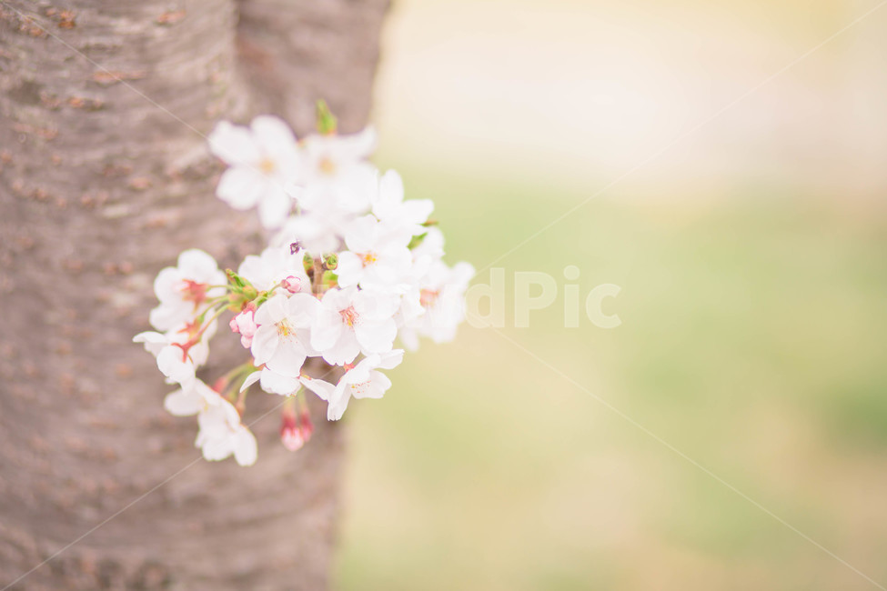 cherry blossom tree,spring,Cherry Blossom,cherryblossom,tree,flower