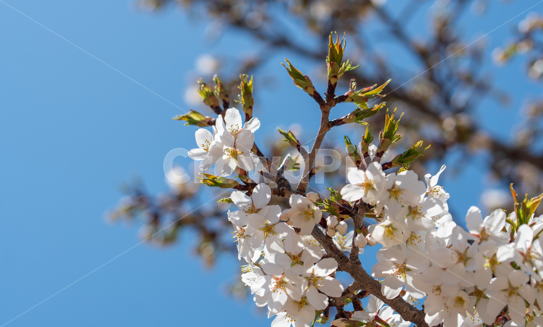 벚꽃,봄꽃,꽃,계절,spring,season,cherrymlossoms,꽃축제,파란하늘,푸른하늘,자연,가로수,벚꽃축제,연분홍색,핑크색,바탕,공원,flower,nature,garden,beautiful,예쁜,봄,나무,수수한