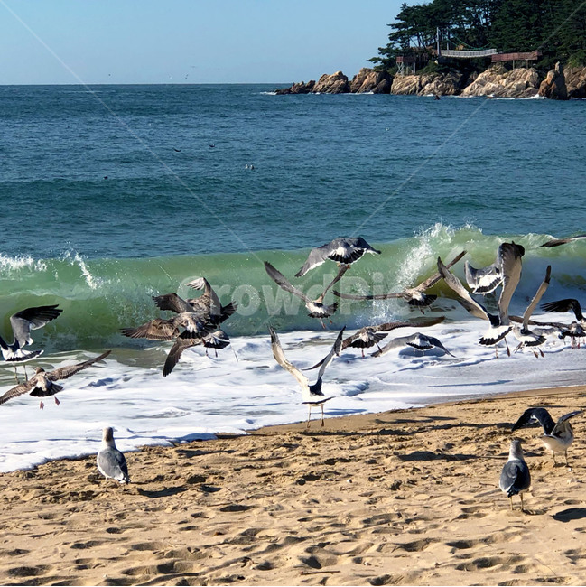 바다,자연,파도,물,새,동물,모래,outdoors,nature,animal,bird,water,sea,푸른,시원한,여행,힐링,자연,풍경,nature,landscape,해변,바다,beach,sea,동물,animal,조류,새,birds